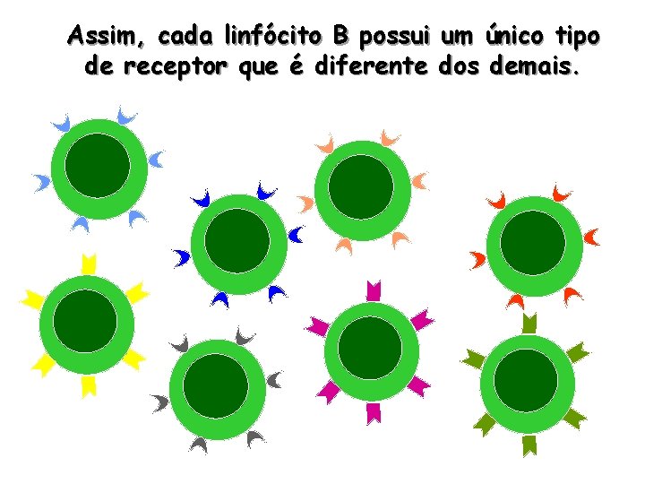 Assim, cada linfócito B possui um único tipo de receptor que é diferente dos