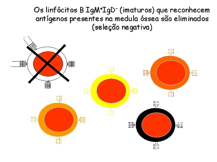 Os linfócitos B Ig. M+Ig. D- (imaturos) que reconhecem antígenos presentes na medula óssea