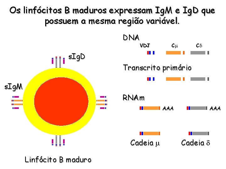 Os linfócitos B maduros expressam Ig. M e Ig. D que possuem a mesma