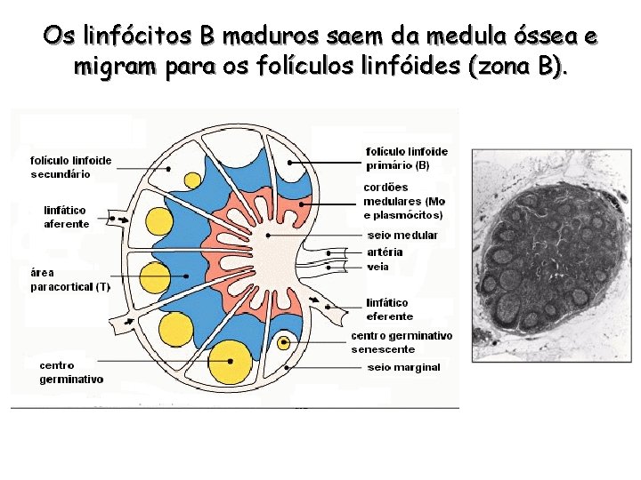 Os linfócitos B maduros saem da medula óssea e migram para os folículos linfóides