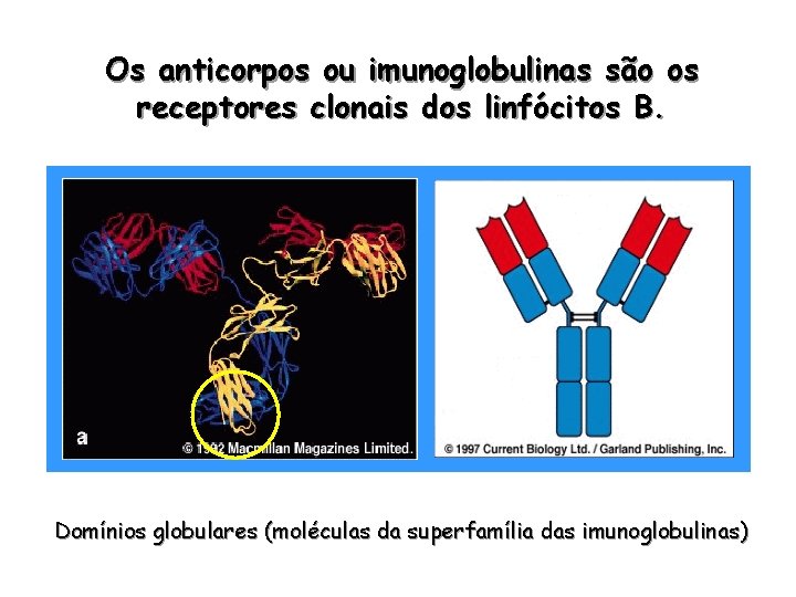 Os anticorpos ou imunoglobulinas são os receptores clonais dos linfócitos B. Domínios globulares (moléculas