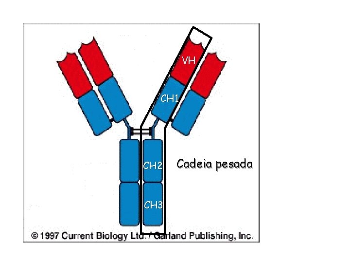 VH CH 1 CH 2 CH 3 Cadeia pesada 