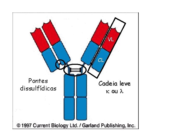 VL CL Pontes dissulfídicas Cadeia leve k ou l 