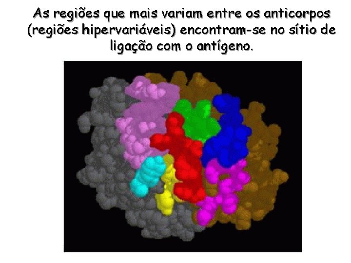 As regiões que mais variam entre os anticorpos (regiões hipervariáveis) encontram-se no sítio de