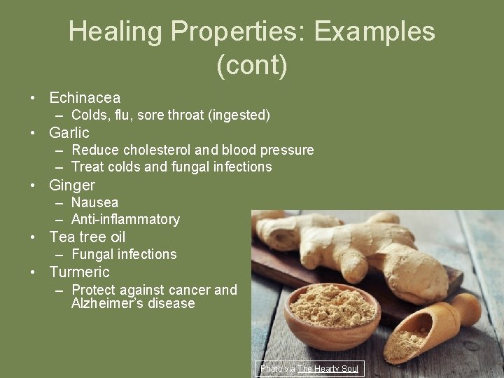 Healing Properties: Examples (cont) • Echinacea – Colds, flu, sore throat (ingested) • Garlic