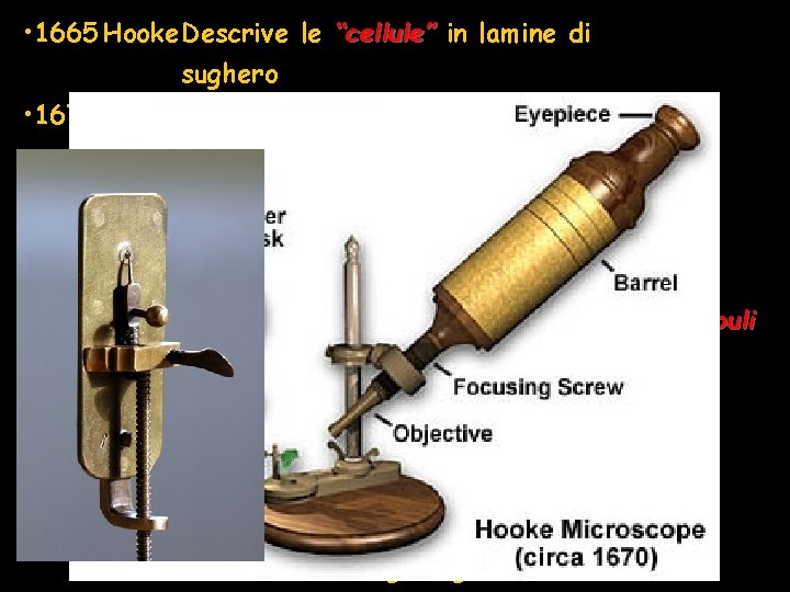  • 1665 Hooke. Descrive le “cellule” in lamine di sughero • 1671 Malpighi