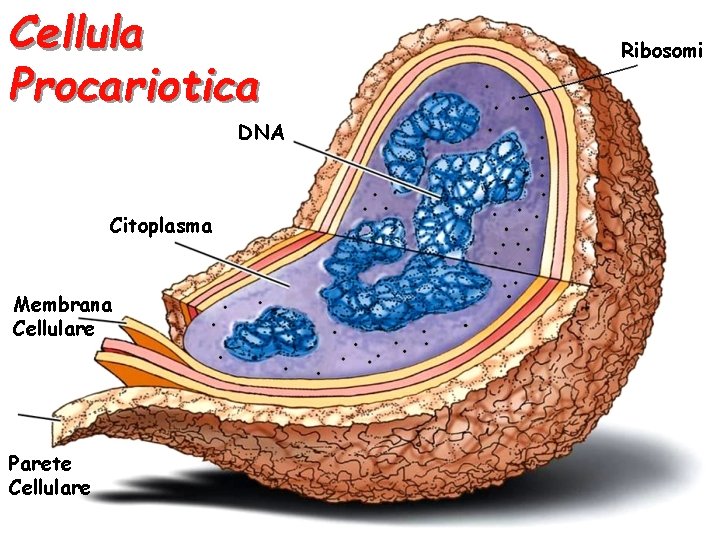 Cellula Procariotica DNA Citoplasma Membrana Cellulare Parete Cellulare Ribosomi 