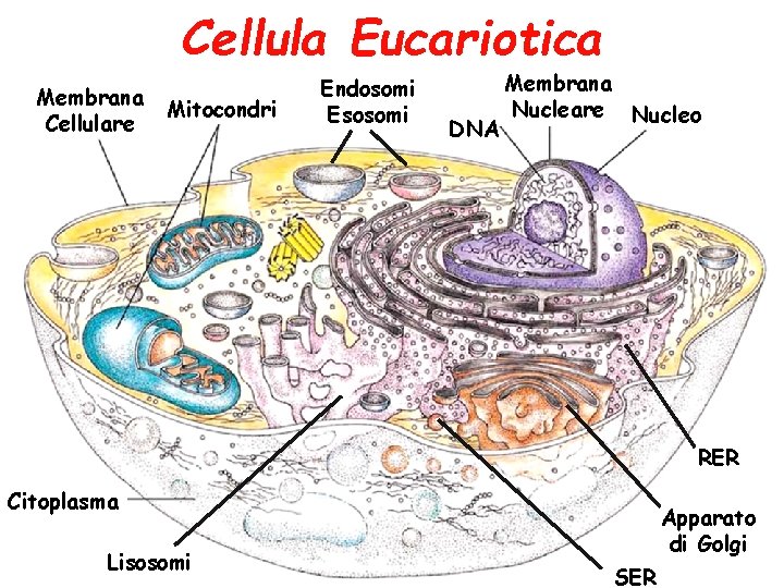 Cellula Eucariotica Membrana Cellulare Mitocondri Endosomi Esosomi DNA Membrana Nucleare Nucleo RER Citoplasma Lisosomi