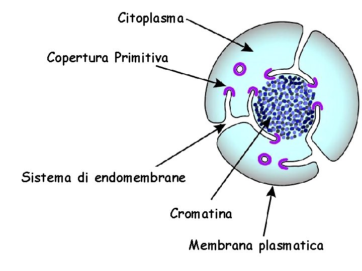Citoplasma Copertura Primitiva Sistema di endomembrane Cromatina Membrana plasmatica 