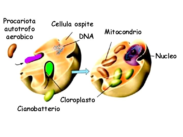 Procariota autotrofo aerobico Cellula ospite DNA Mitocondrio Nucleo Cianobatterio Cloroplasto 
