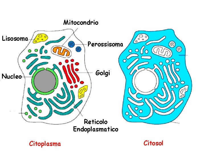 Mitocondrio Lisosoma Perossisoma Golgi Nucleo Reticolo Endoplasmatico Citoplasma Citosol 