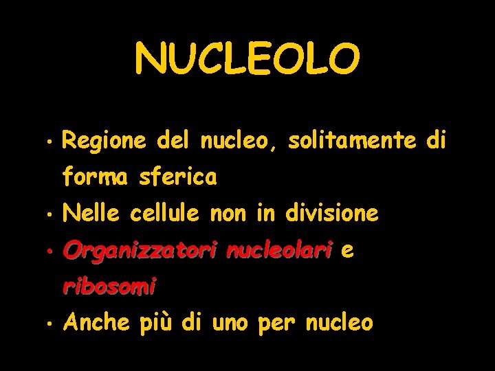 NUCLEOLO • Regione del nucleo, solitamente di forma sferica • Nelle cellule non in