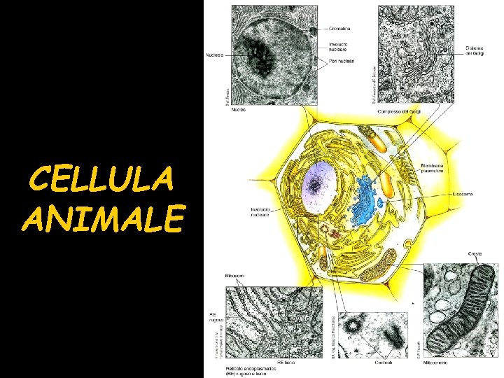 CELLULA ANIMALE 