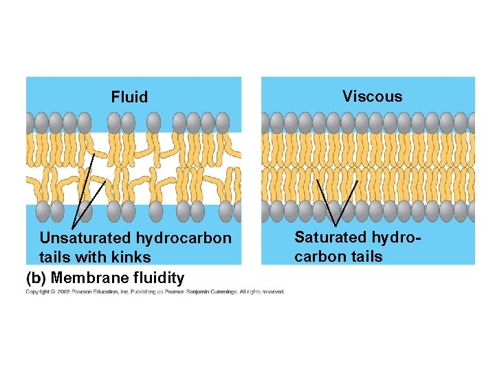 Fluid Unsaturated hydrocarbon tails with kinks Membrane fluidity Viscous Saturated hydrocarbon tails 