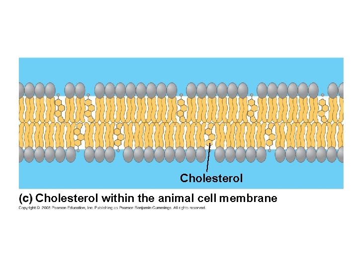 Cholesterol within the animal cell membrane 