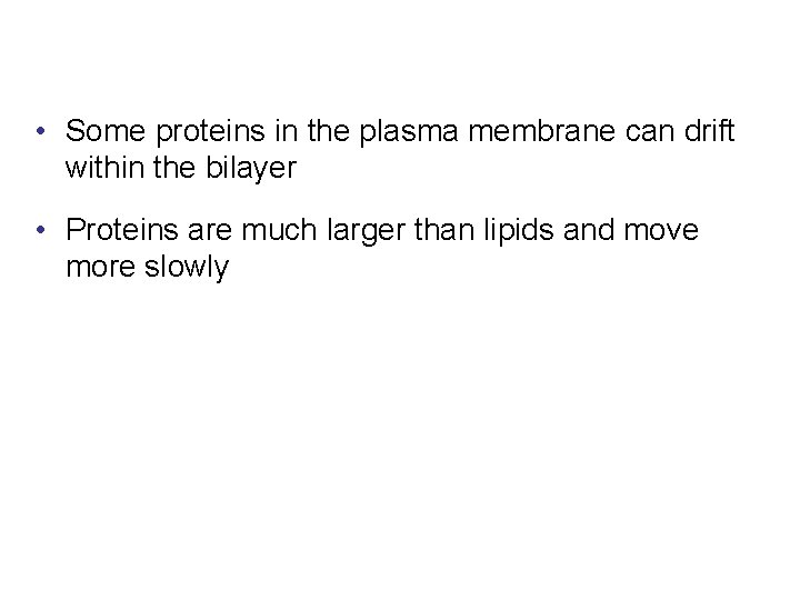  • Some proteins in the plasma membrane can drift within the bilayer •