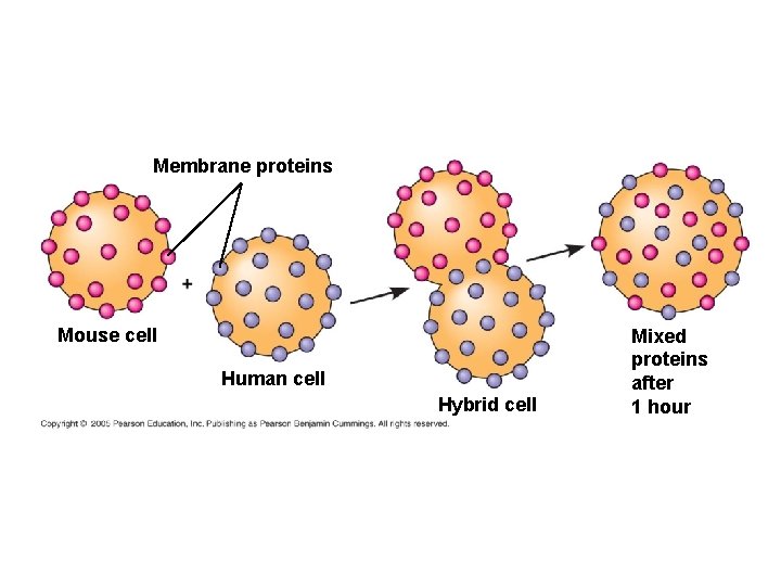 Membrane proteins Mouse cell Human cell Hybrid cell Mixed proteins after 1 hour 