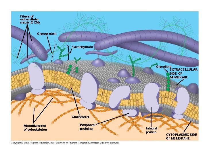 Fibers of extracellular matrix (ECM) Glycoprotein Carbohydrate Glycolipid EXTRACELLULAR SIDE OF MEMBRANE Cholesterol Microfilaments