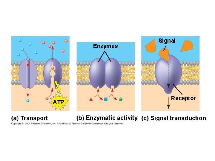 Enzymes Receptor ATP Transport Signal Enzymatic activity Signal transduction 