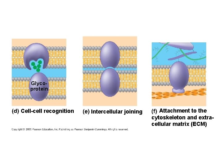Glycoprotein Cell-cell recognition Intercellular joining Attachment to the cytoskeleton and extracellular matrix (ECM) 