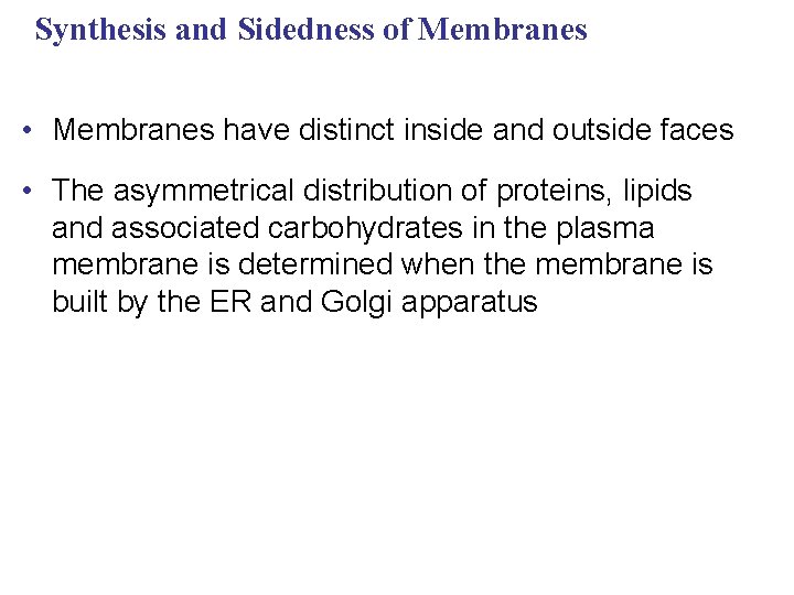 Synthesis and Sidedness of Membranes • Membranes have distinct inside and outside faces •