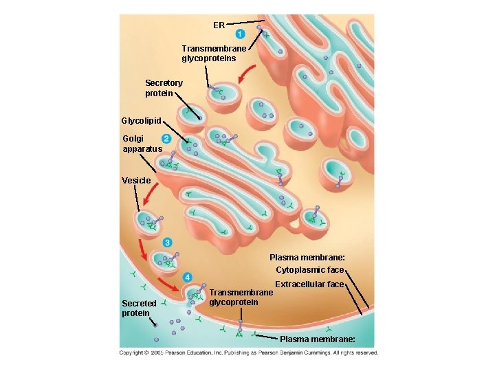 ER Transmembrane glycoproteins Secretory protein Glycolipid Golgi apparatus Vesicle Plasma membrane: Cytoplasmic face Secreted