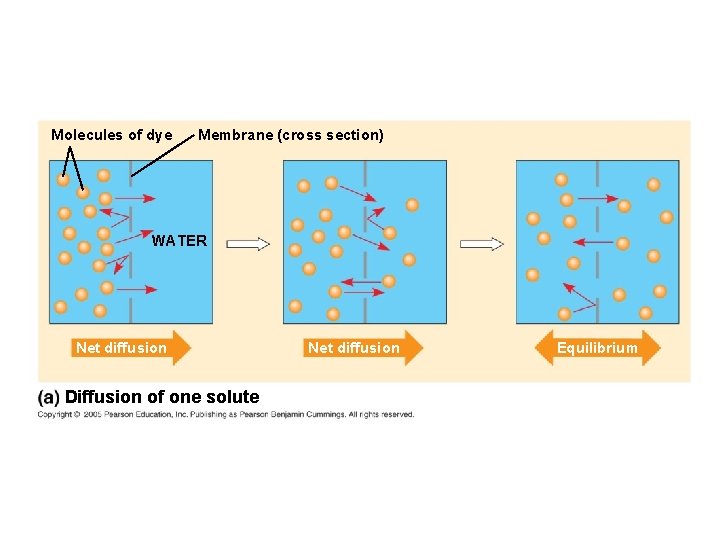 Molecules of dye Membrane (cross section) WATER Net diffusion Diffusion of one solute Net