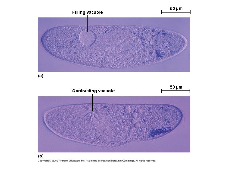 Filling vacuole Contracting vacuole 50 µm 
