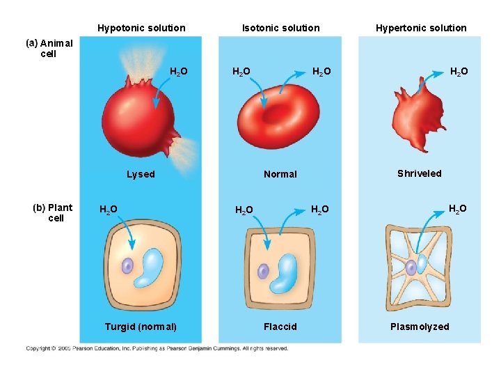 Hypotonic solution Isotonic solution Hypertonic solution Animal cell H 2 O Turgid (normal) H