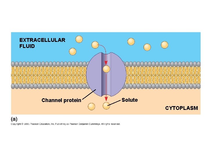 EXTRACELLULAR FLUID Channel protein Solute CYTOPLASM 