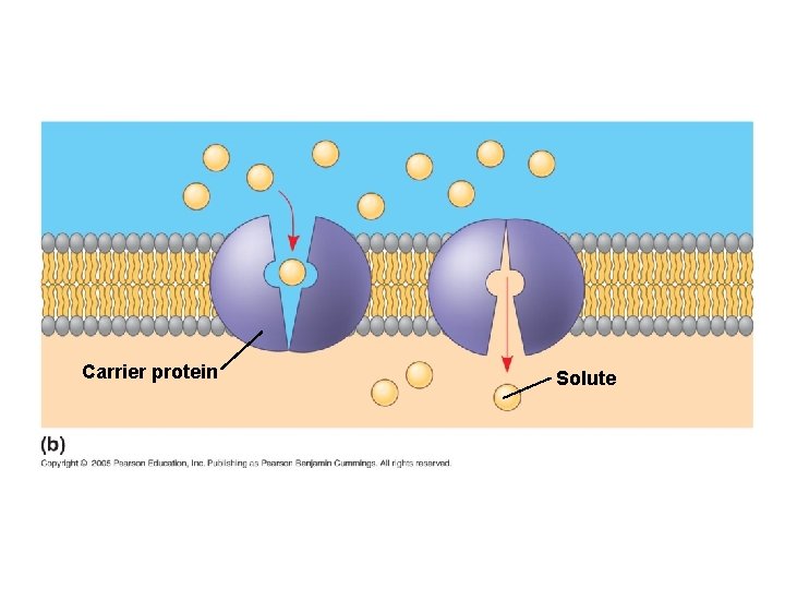 Carrier protein Solute 