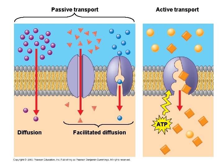 Passive transport Active transport ATP Diffusion Facilitated diffusion 
