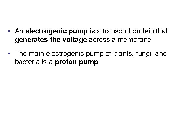  • An electrogenic pump is a transport protein that generates the voltage across