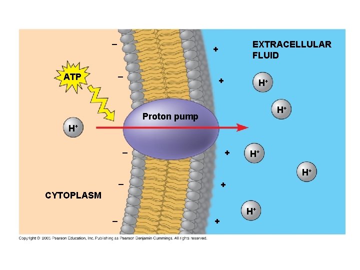 – – ATP EXTRACELLULAR FLUID + + H+ H+ Proton pump H+ – +