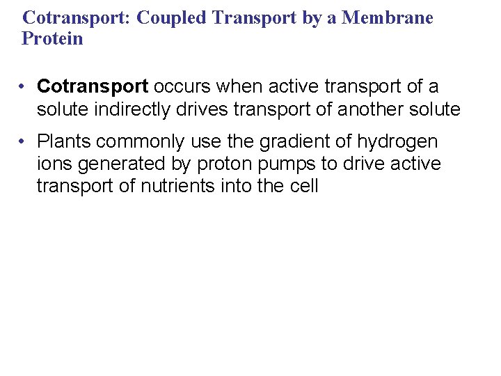 Cotransport: Coupled Transport by a Membrane Protein • Cotransport occurs when active transport of