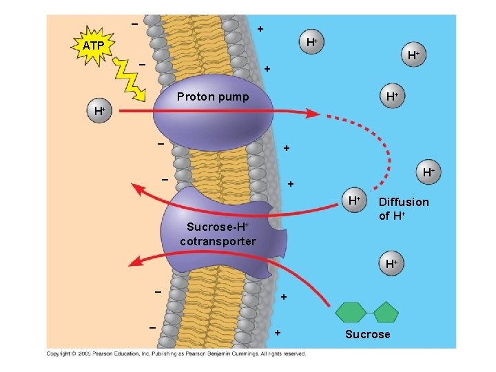 – + H+ ATP H+ – + Proton pump H+ H+ – H+ +