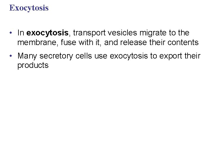 Exocytosis • In exocytosis, transport vesicles migrate to the membrane, fuse with it, and