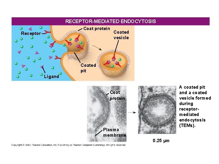 RECEPTOR-MEDIATED ENDOCYTOSIS Coat protein Receptor Coated vesicle Coated pit Ligand A coated pit and