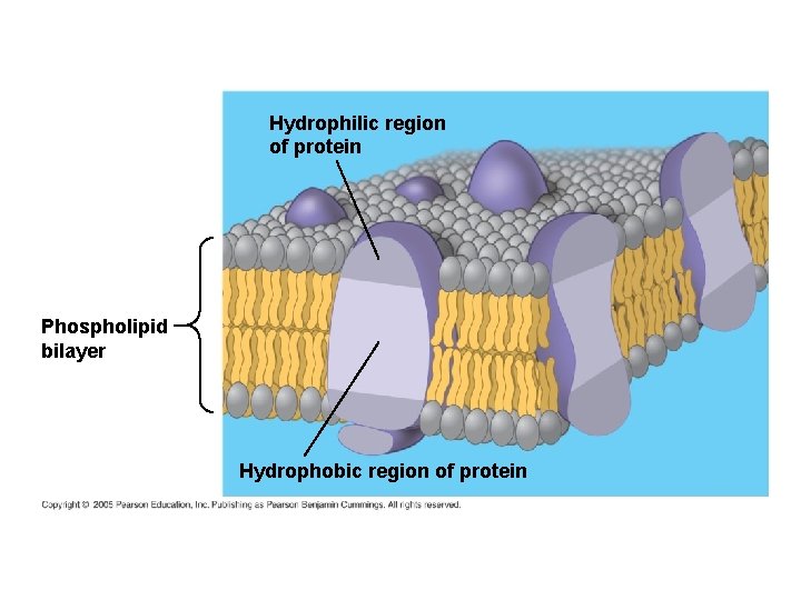 Hydrophilic region of protein Phospholipid bilayer Hydrophobic region of protein 