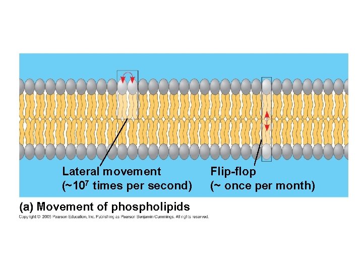 Lateral movement (~107 times per second) Movement of phospholipids Flip-flop (~ once per month)