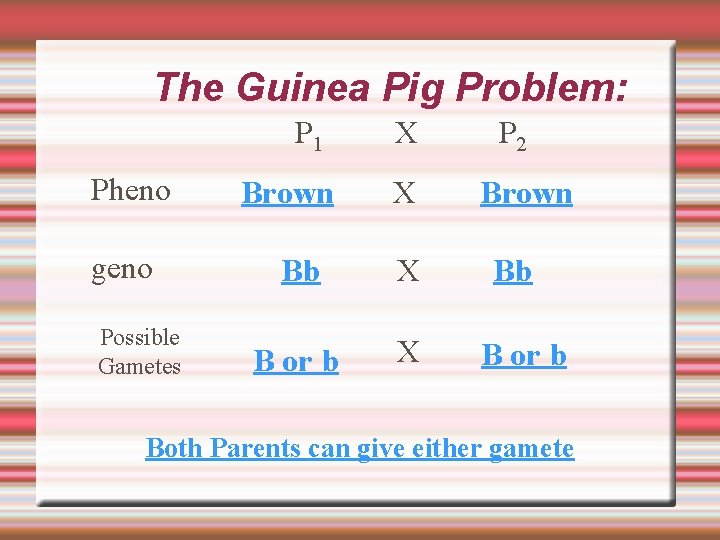 The Guinea Pig Problem: P 1 Pheno geno Possible Gametes Brown X X Bb