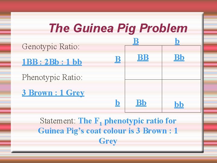 The Guinea Pig Problem B Genotypic Ratio: 1 BB : 2 Bb : 1