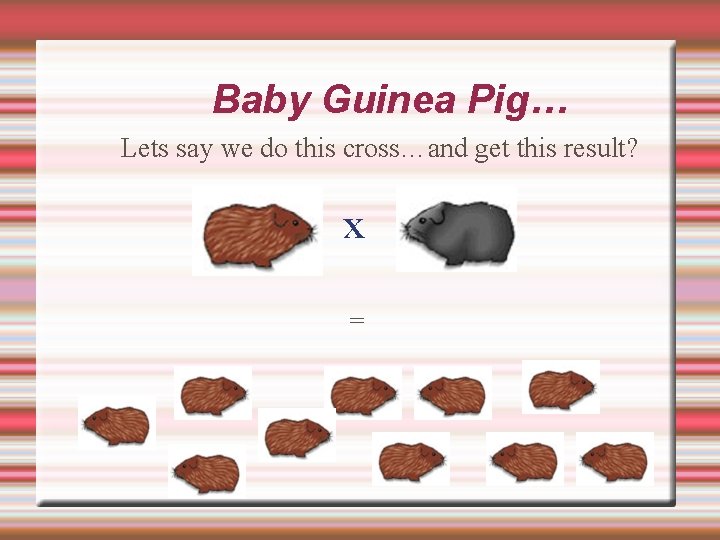 Baby Guinea Pig… Lets say we do this cross…and get this result? x =