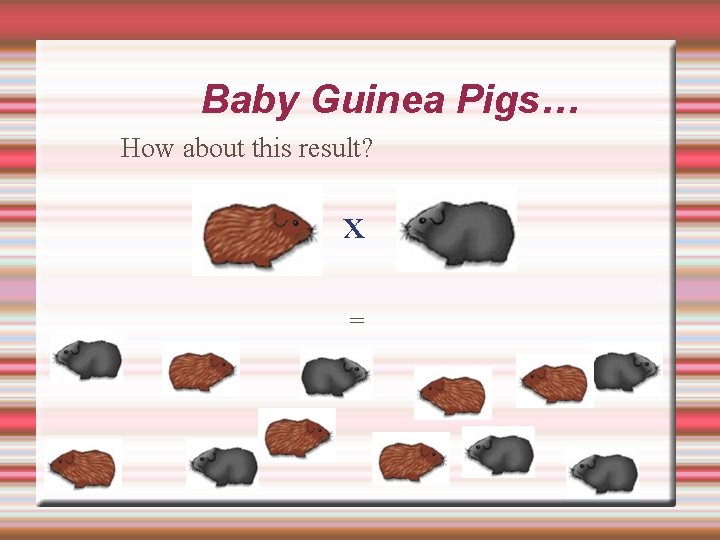 Baby Guinea Pigs… How about this result? x = 