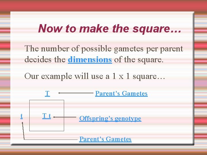 Now to make the square… The number of possible gametes per parent decides the