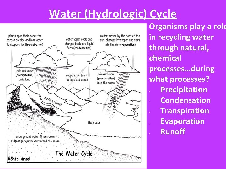 Water (Hydrologic) Cycle Organisms play a role in recycling water through natural, chemical processes…during