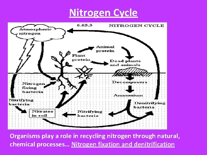 Nitrogen Cycle Organisms play a role in recycling nitrogen through natural, chemical processes… Nitrogen