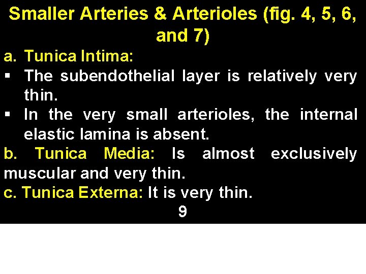 Smaller Arteries & Arterioles (fig. 4, 5, 6, and 7) a. Tunica Intima: §