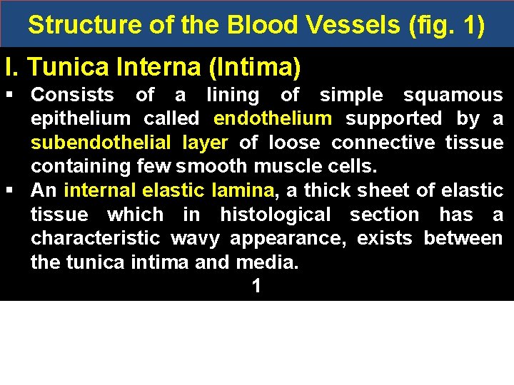 Structure of the Blood Vessels (fig. 1) I. Tunica Interna (Intima) § Consists of