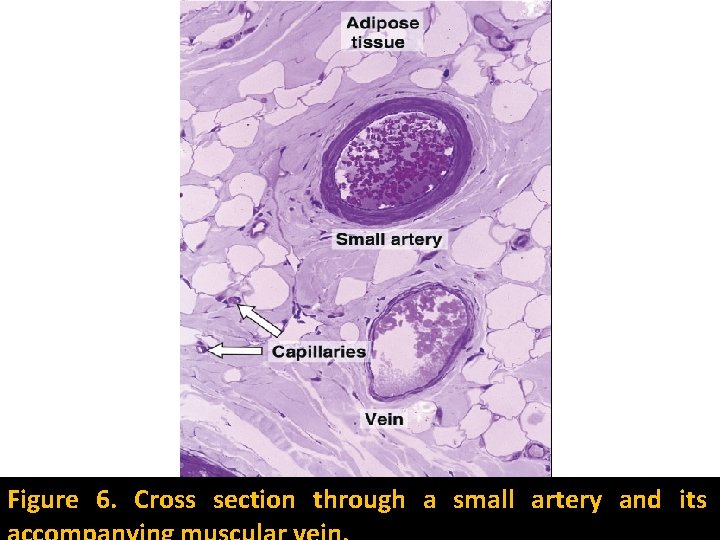 Figure 6. Cross section through a small artery and its 